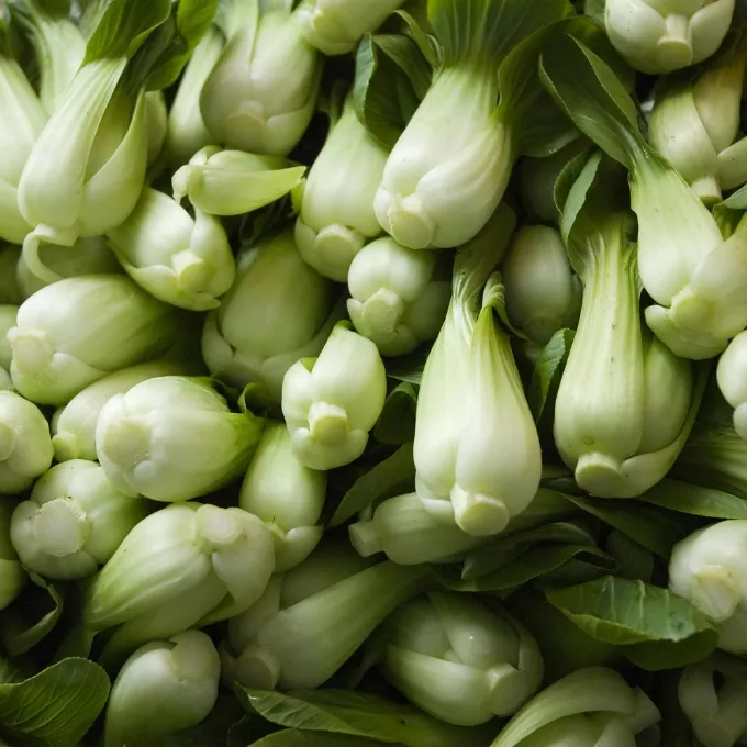 Chọn Cải thìa baby