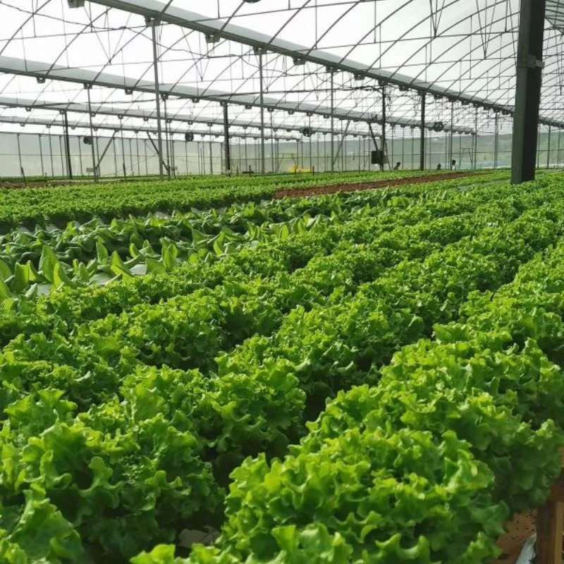 Nguồn gốc của Xà lách lô lô xanh