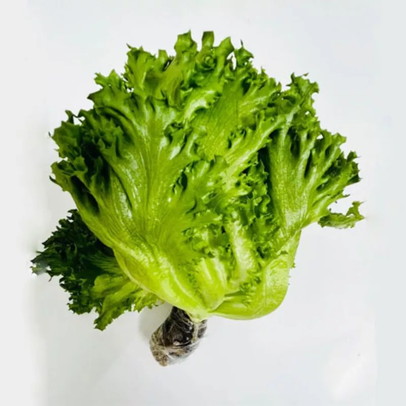 Xà lách lô lô xanh thủy canh